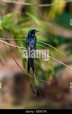 greater racquet-tailed drongo (Dicrurus paradiseus), sitting on a branch, India, Andaman Islands Stock Photo