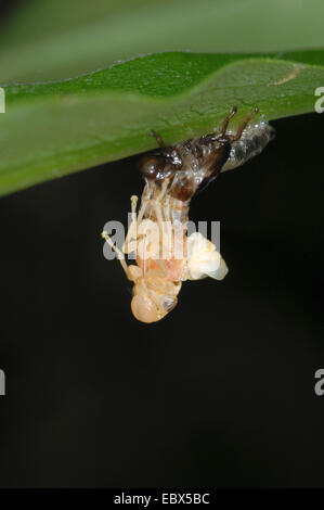 willow froghopper (Aphrophora salicina), hatching, Germany, Bavaria Stock Photo
