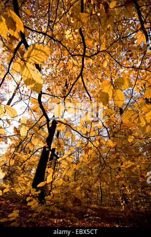 common beech (Fagus sylvatica), branches in autumn in backlight, Germany Stock Photo