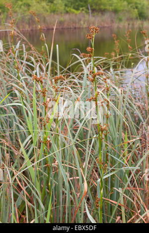 Great fen-sedge, Elk sedge, Fen sedge (Cladium mariscus), fruiting, Germany Stock Photo