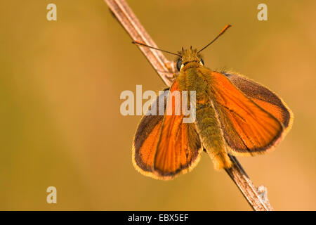 small skipper (Thymelicus sylvestris, Thymelicus flavus), sitting on a sprout, Germany, North Rhine-Westphalia Stock Photo