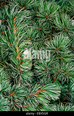 Japanese white pine (Pinus parviflora), branch with cone Stock Photo