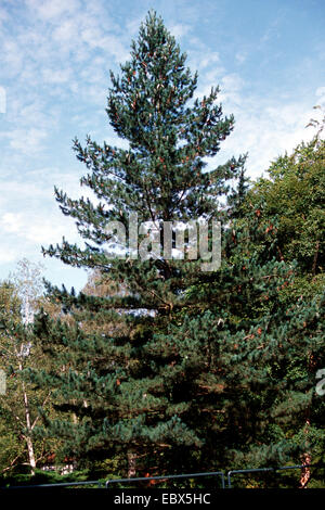 Macedonian pine,  Balkan pine (Pinus peuce), single tree Stock Photo