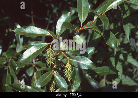 bay willow, bay-leaved willow, laurel willow (Salix pentandra), fruiting, Germany Stock Photo