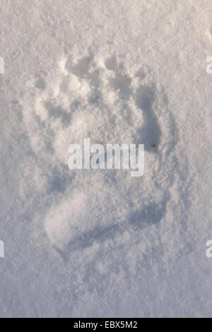 bear paw print in snow