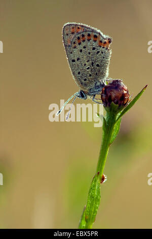 sooty copper (Heodes tityrus, Loweia tityrus, Lycaena tityrus), sitting on a bud covered with morning dew, Germany, North Rhine-Westphalia Stock Photo