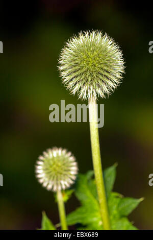 Russian globe thistle, tall globe-thistle (Echinops exaltatus), inflorescence Stock Photo