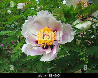 Rock's Peony (Paeonia rockii 'Fen Yin Yu', Paeonia rockii Fen Yin Yu, Paeonia suffruticosa ssp. rockii), cultivar Fen Yin Yu Stock Photo