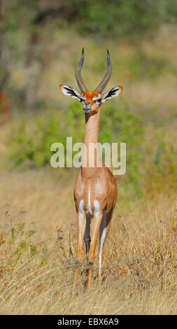 gerenuk (Litocranius walleri), male securs in savannah, Kenya, Samburu National Reserve Stock Photo