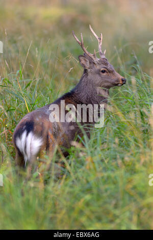 Sika deer, Tame sika deer, Tame deer (Cervus nippon), securing in high grass, Denmark