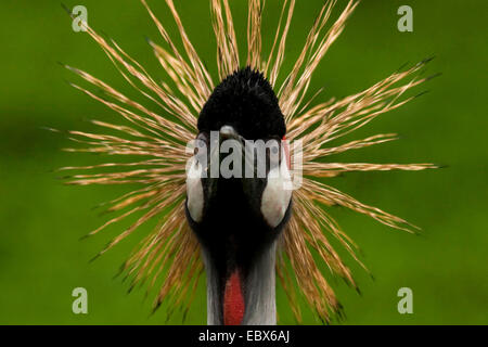 South African crowned crane, Grey crowned crane (Balearica regulorum), portrait Stock Photo