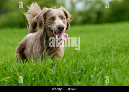 Weimaraner (Canis lupus f. familiaris), running in a meadow, Germany Stock Photo
