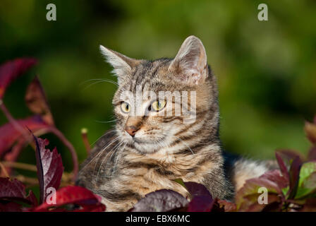 domestic cat, house cat (Felis silvestris f. catus), sitting outside on the ground among green plants, Germany Stock Photo