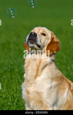 Golden Retriever (Canis lupus f. familiaris), sitting in a meadow watching soap bubbles, Germany Stock Photo