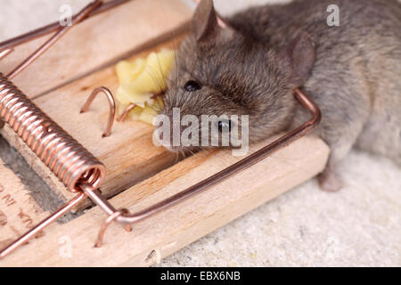 house mouse (Mus musculus), dead mouse in a mousetrap Stock Photo