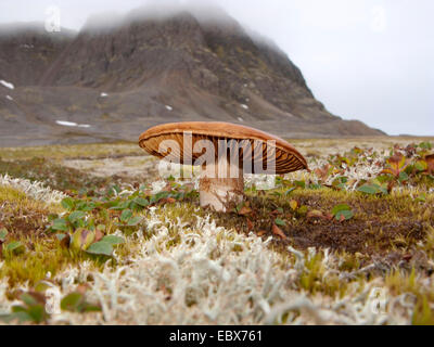 net-leaved willow, netted willow, net-veined willow (Salix reticulata), mushroom growing in netted willows and lichens in front of mountain range, Norway, Svalbard, Fuglehuken Stock Photo