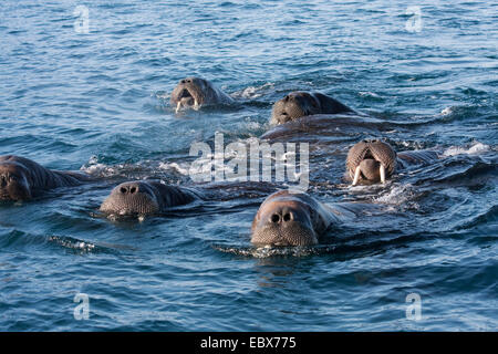 walrus (Odobenus rosmarus), herd swimming at the water surface, Norway, Svalbard, Eidenbreen Stock Photo