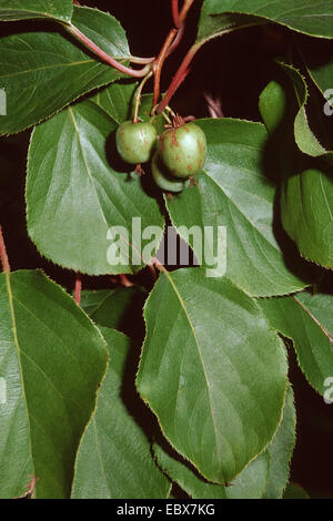 Tara Vine, Bower Actinidia, Mini Kiwi (Actinidia arguta), branch with leaves and fruits Stock Photo