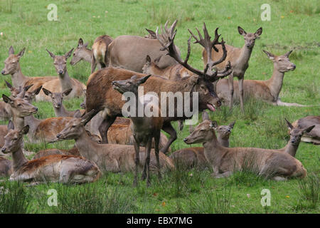 red deer (Cervus elaphus), herd of hinds and old bull in the middle, Germany Stock Photo