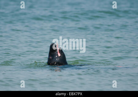 gray seal (Halichoerus grypus), feeding a fish in the water, Germany, Schleswig-Holstein, Heligoland Stock Photo