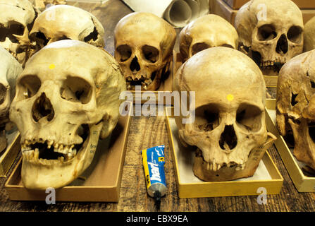 human skulls in a museum of natural history Stock Photo