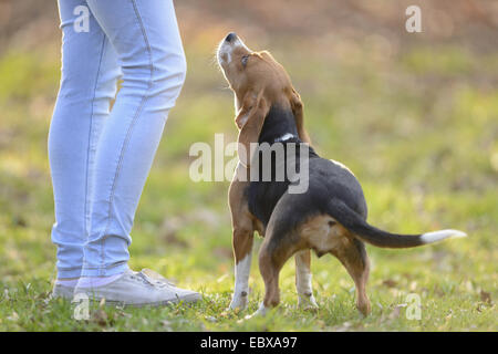 Beagle (Canis lupus f. familiaris), looking up to its mistress, Germany Stock Photo