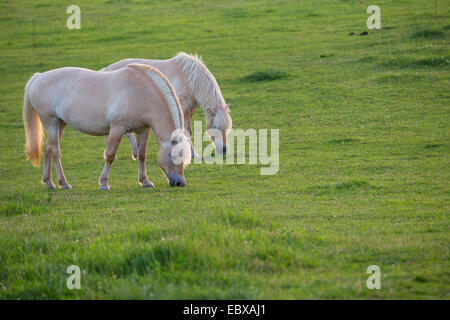 Fjord horse, Norwegian horse (Equus przewalskii f. caballus), two Fjord horses on pasture, Germany, Schleswig-Holstein Stock Photo