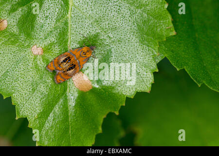 Arched Marble, tortrix moth (Olethreutes arcuella, Olethreutes arcuana), on a leaf, Germany Stock Photo