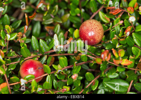 wild cranberry, bog cranberry, small cranberry, swamp cranberry (Vaccinium oxycoccos, Oxycoccus palustris), with berries, Germany Stock Photo