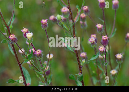 Bitter fleabane, Blue fleabane, Bitter boreal daisy (Erigeron acris, Erigeron acer), blooming, Germany Stock Photo
