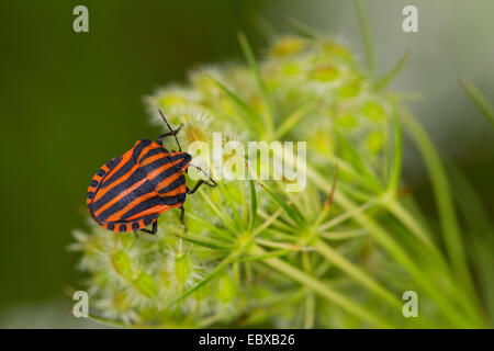 Italian Striped-Bug, Minstrel Bug (Graphosoma lineatum, Graphosoma italicum), on a infructescence, Germany Stock Photo