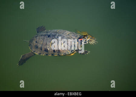 red-eared turtle, red-eared slider (Pseudemys scripta elegans, Trachemys scripta elegans, Chrysemys scripta elegans), swimming in a pond Stock Photo