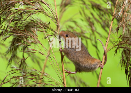 Old World harvest mouse (Micromys minutus), climbing from one to the other stem, grasping tail, Germany Stock Photo