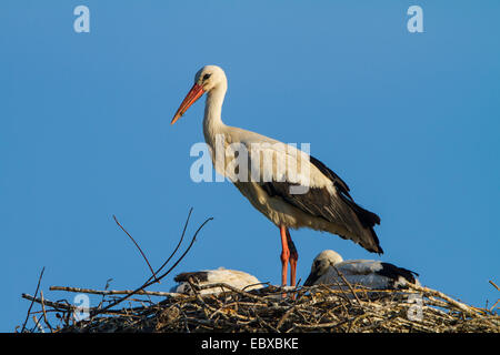white stork (Ciconia ciconia), with two chicks in the nest, Switzerland, Sankt Gallen Stock Photo