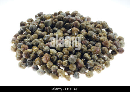 caper, alcaperro, caper berry, caper bud, caper bush, caper fruit, smooth caper, spiny caper (Capparis spinosa), capers Stock Photo