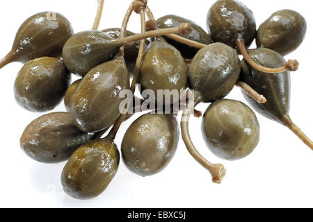 caper, alcaperro, caper berry, caper bud, caper bush, caper fruit, smooth caper, spiny caper (Capparis spinosa), caper fruits with stem Stock Photo