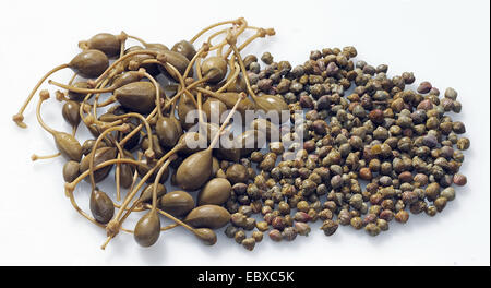 caper, alcaperro, caper berry, caper bud, caper bush, caper fruit, smooth caper, spiny caper (Capparis spinosa), caper frutis and buds Stock Photo