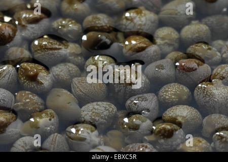 caper, alcaperro, caper berry, caper bud, caper bush, caper fruit, smooth caper, spiny caper (Capparis spinosa), pickled capers Stock Photo