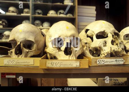 human skulls in a museum of natural history Stock Photo