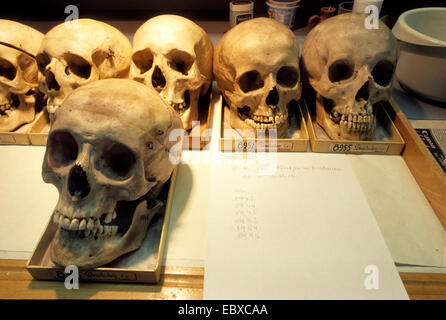 human skulls in a museum of natural history Stock Photo