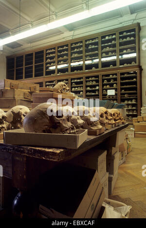 human skulls in a museum of natural history Stock Photo