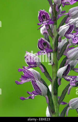 military orchid (Orchis militaris), Close-up of flower, France Stock Photo