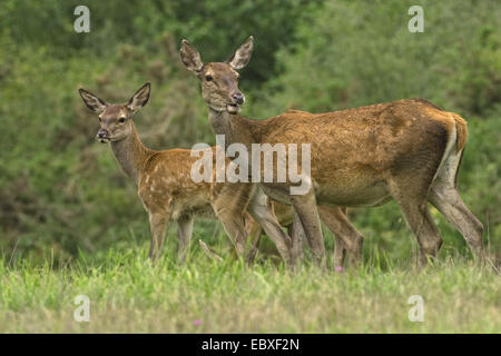 red deer (Cervus elaphus), Mother and fawn, France Stock Photo