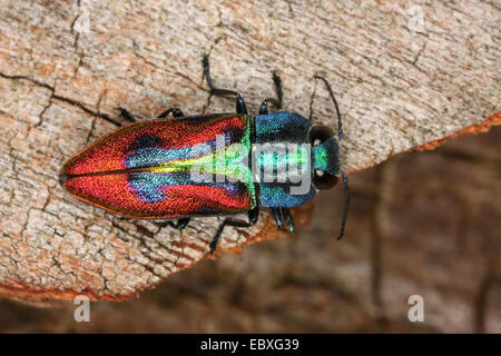 Jewel beetle, Wood-boring beetle (Anthaxia candens), on deadwood, Germany Stock Photo