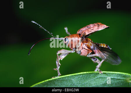 nut weevil (Curculio nucum), female flying off, Germany Stock Photo