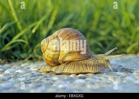 Roman snail, escargot, escargot snail, edible snail, apple snail, grapevine snail, vineyard snail, vine snail (Helix pomatia), snail with house Stock Photo