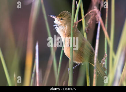 Australian Reed-Warbler, Acrocephalus australis Stock Photo