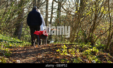 Gainford, County Durham, UK. 5th December 2014. UK Weather. An elderly couple walk their dogs close to the River Tees in County Durham on a crisp sunny morning in County Durham. The temperature is forecast to drop below freezing overnight. Credit:  Robert Smith/Ģ����ý Live News Stock Photo