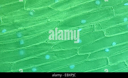 Cell walls and organelles of onion bulb scale epidermis cells Stock Photo