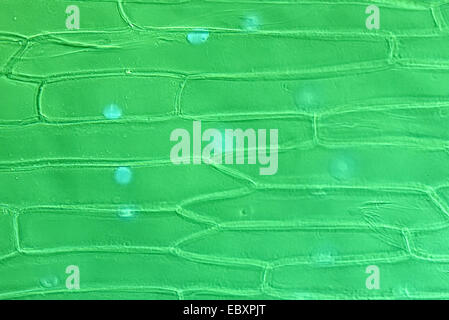 Cell walls and organelles of onion bulb scale epidermis cells Stock Photo
